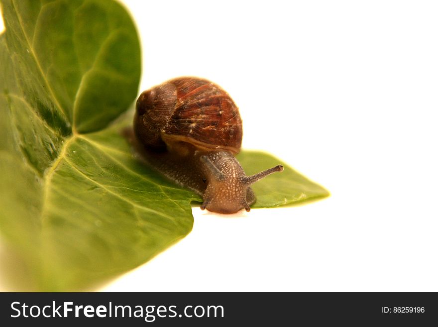 Macro Photo Of Brown Snail On Leaf