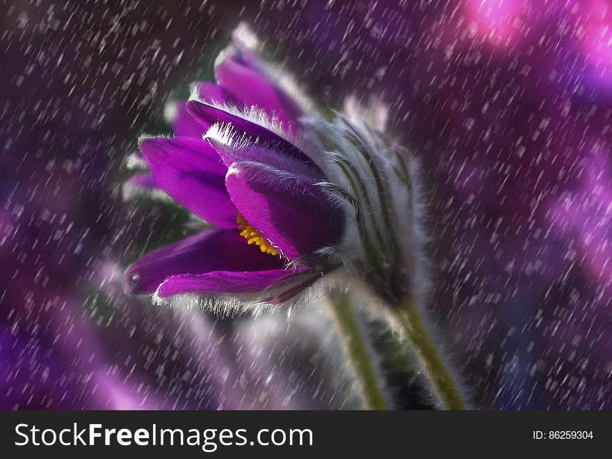 Purple Petaled Flower