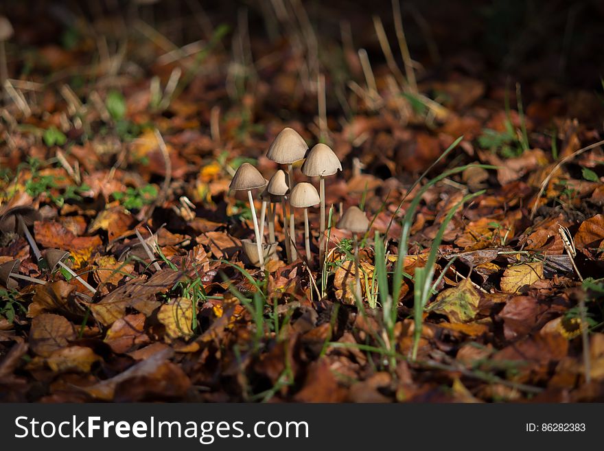 Close up of mushrooms growing in dried leaves in sunshine. Close up of mushrooms growing in dried leaves in sunshine.