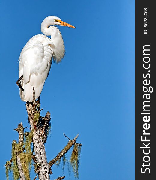 White Bird Perching On Brown Tree Trunk During Daytime