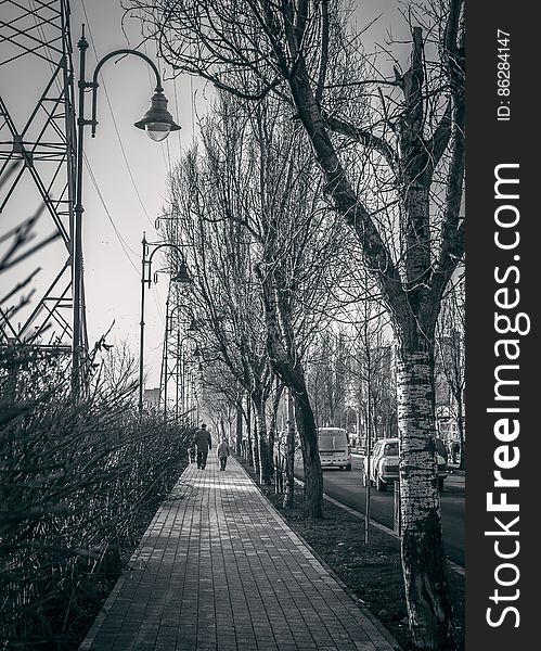 Monochrome lock block (or cobbled) pedestrian walk way and trees in Winter alongside a main road with cars and buses approaching. Monochrome lock block (or cobbled) pedestrian walk way and trees in Winter alongside a main road with cars and buses approaching.