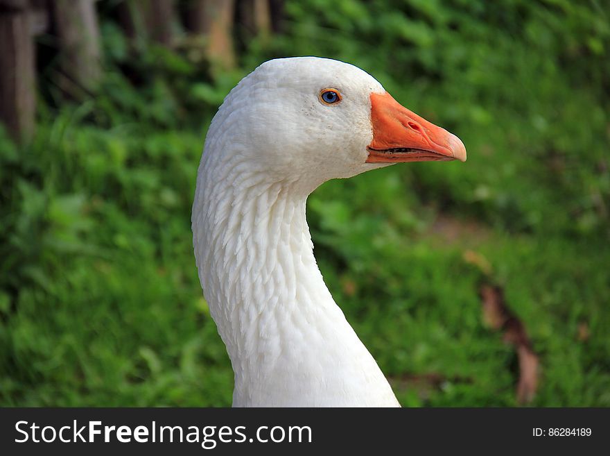White and Orange Goose