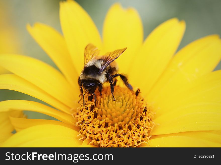 Collecting Pollen