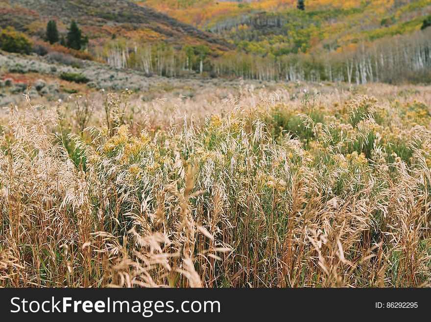 Tall Grass