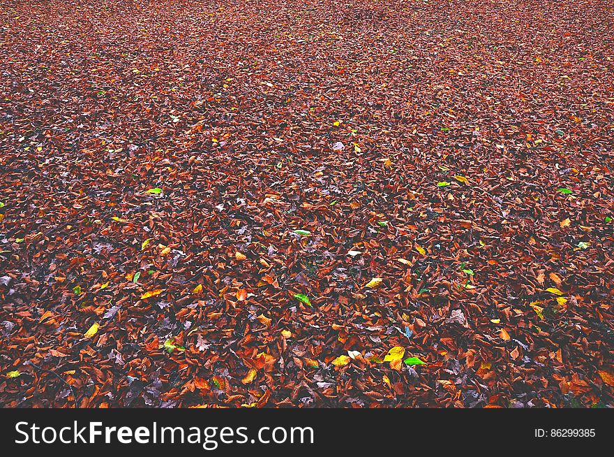 Carpet Leaves