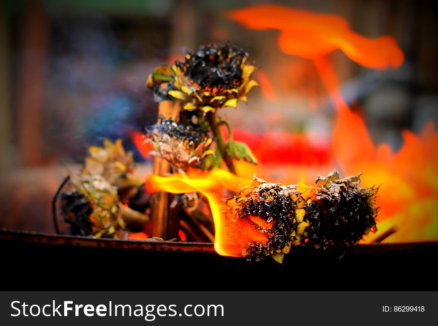 Burning Sunflowers