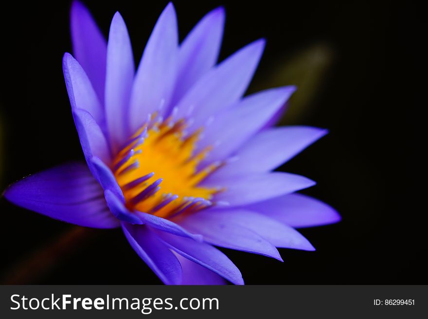 Flower Details