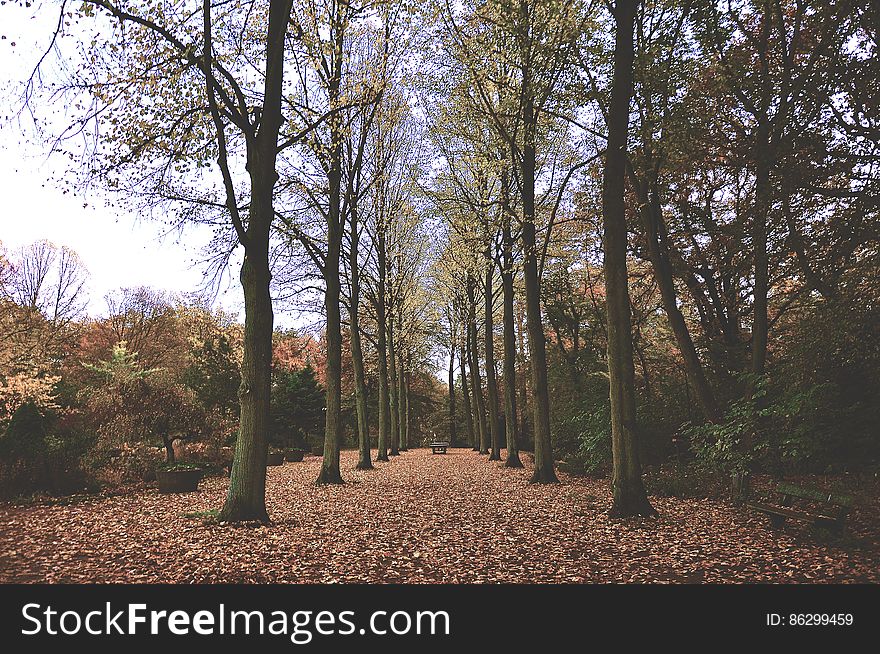 Trees Symmetry