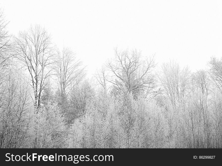 Frozen Trees