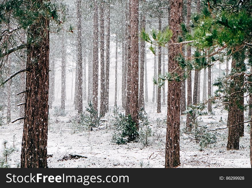 Frozen Forest