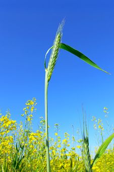 Green Ear In A Field Royalty Free Stock Photos Green Ear In A Field Royalty Free Stock Photos