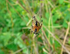 Spider 22 Royalty Free Stock Images Spider 22 Royalty Free Stock Images