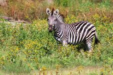 Plains Zebra Stock Images