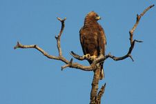 African Eagle Stock Photos African Eagle Stock Photos