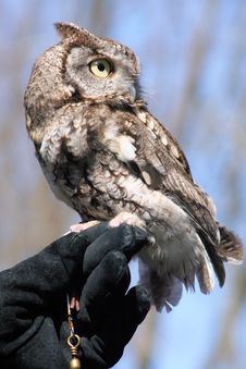 Screech Owl Up Close Stock Photos Screech Owl Up Close Stock Photos
