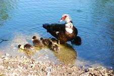 Ducks And Family Royalty Free Stock Images
