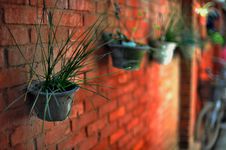 Pot On The Red Brick Wall Royalty Free Stock Photo Pot On The Red Brick Wall Royalty Free Stock Photo