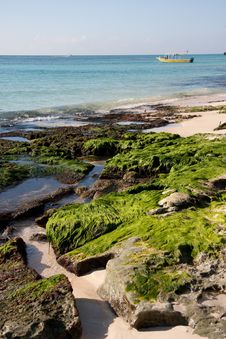 Moss On Beach Rocks Royalty Free Stock Images Moss On Beach Rocks Royalty Free Stock Images