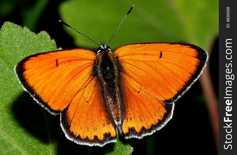 Orange butterfly on a green grass. Orange butterfly on a green grass