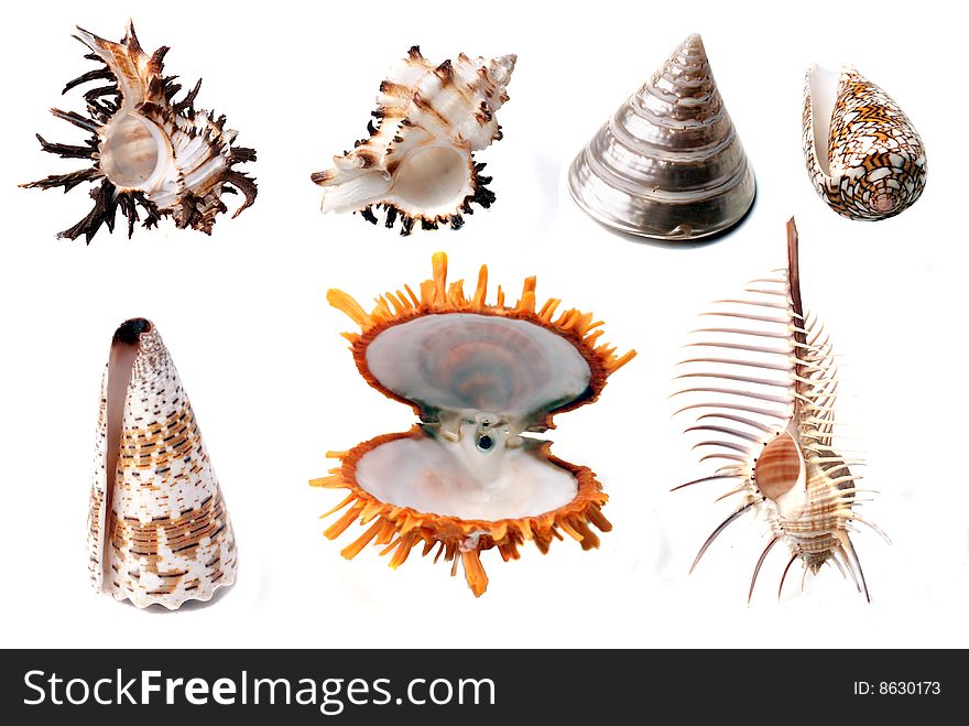 Colorful seashells, isolated on a white background.