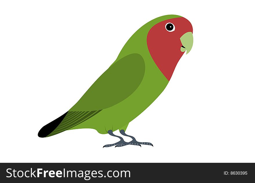 A isolated green lovebird on white