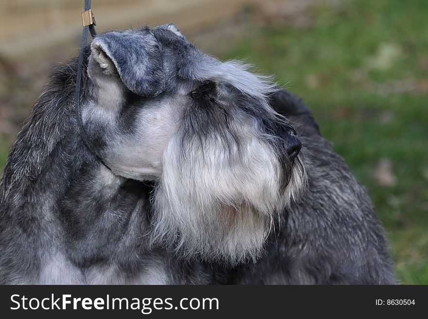 Miniature Schnauzer