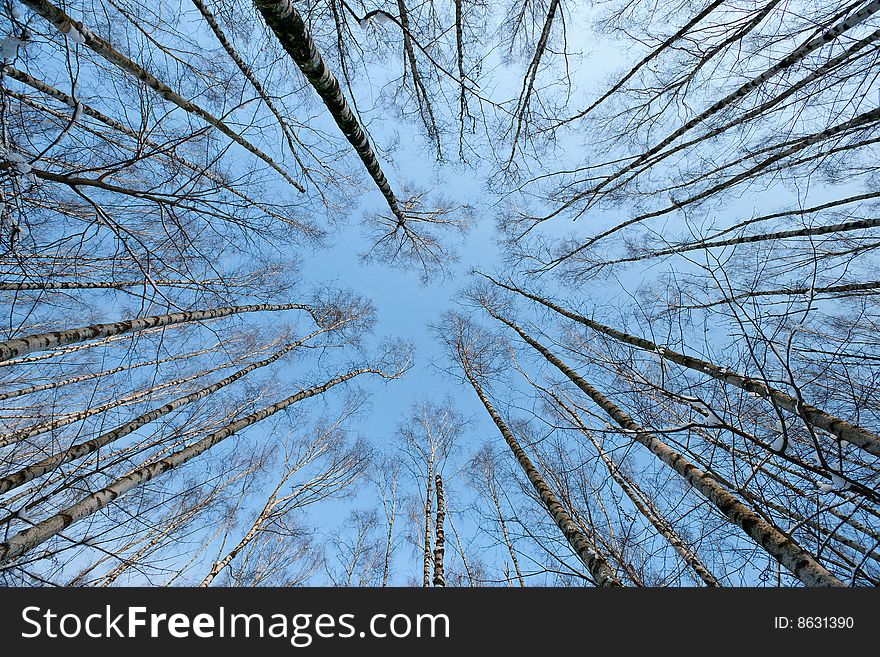 Winter tree crowns on deep blue sky. Winter tree crowns on deep blue sky