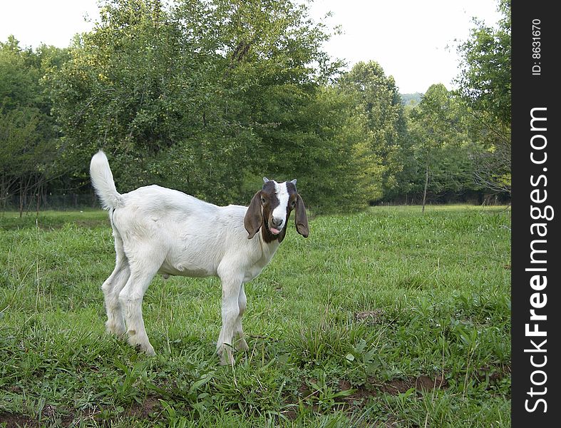 Billy goat in a pasture sticking out his tongue. Billy goat in a pasture sticking out his tongue.