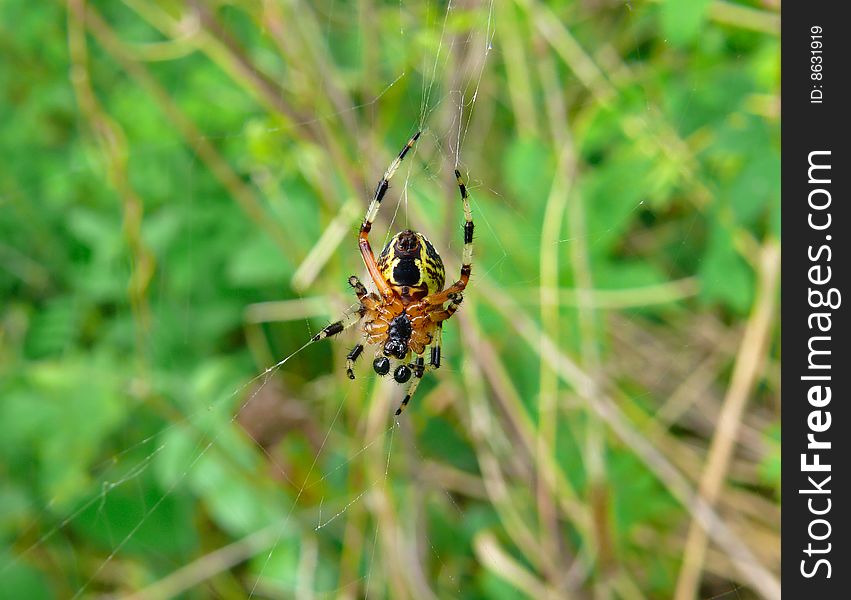 Close up of a spider. The spider weaves his net. Male.South of Russian Far East. Close up of a spider. The spider weaves his net. Male.South of Russian Far East.