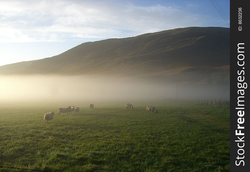 Sheep in early morning mist by hills in scotland. Sheep in early morning mist by hills in scotland