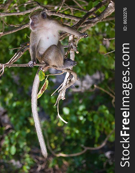 Monkey is sitting on the branch and looking left