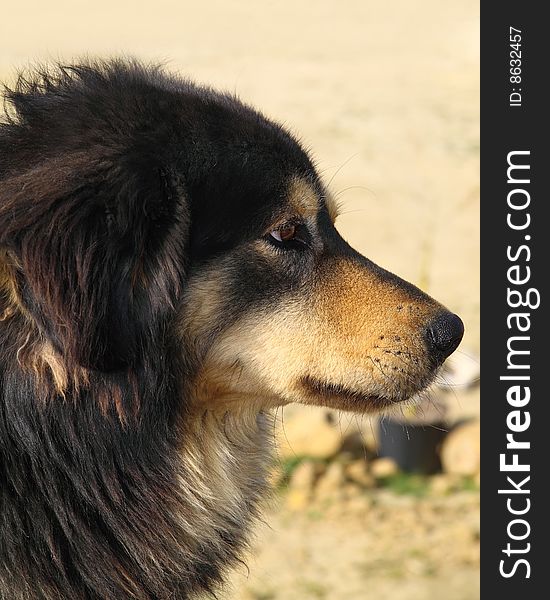 Dog in profile, looking away.