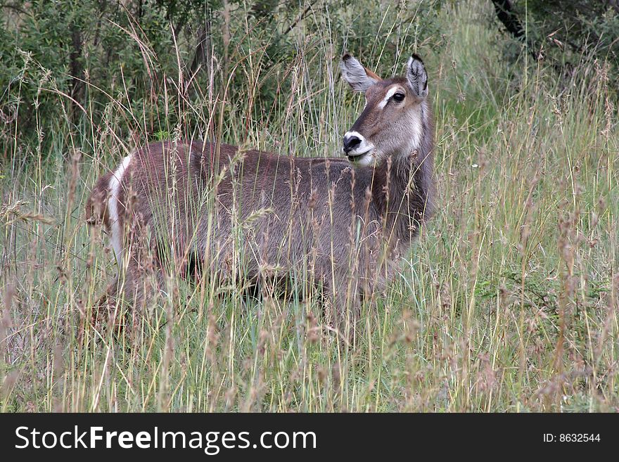 Waterbuck in tall grasses in wilderness.