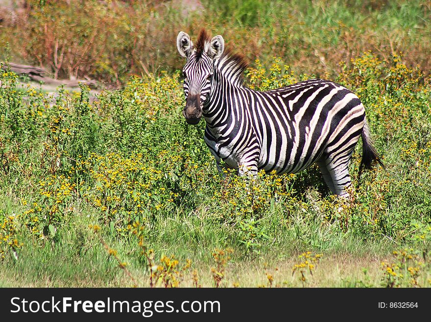 Zebra enjoying a morning meal in meadows. Zebra enjoying a morning meal in meadows.