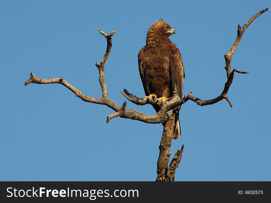 African Eagle sitting on tree branch.