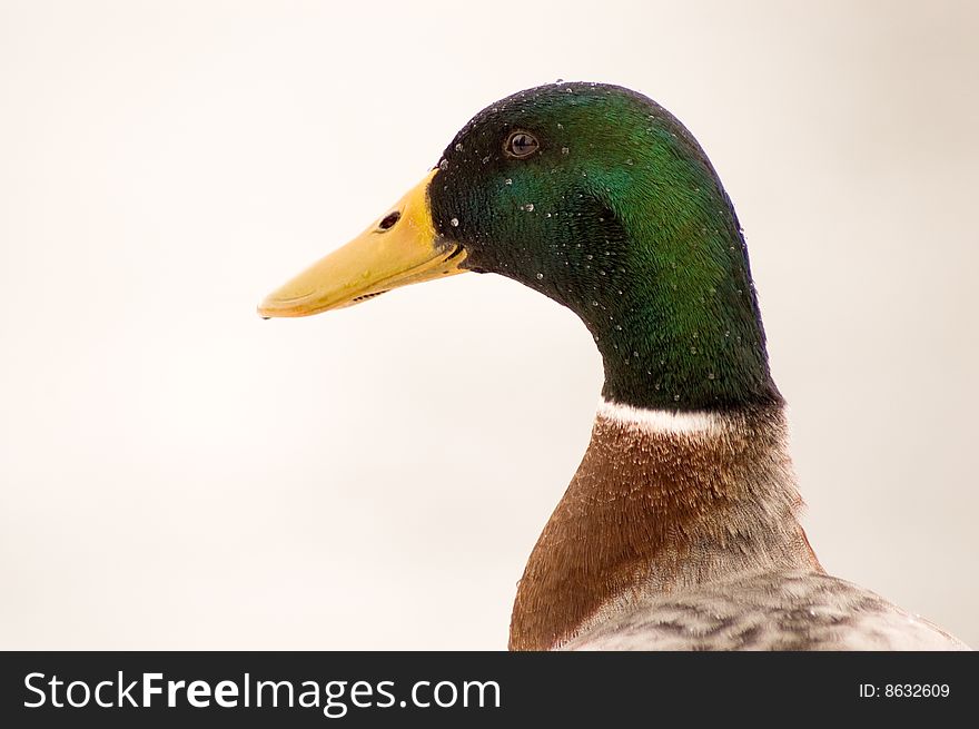 Head of duck with raindrops in rain. Head of duck with raindrops in rain