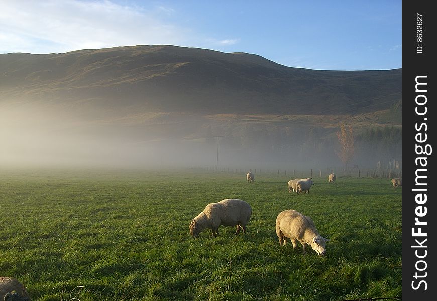 Sheep in early morning mist by hills in scotland. Sheep in early morning mist by hills in scotland