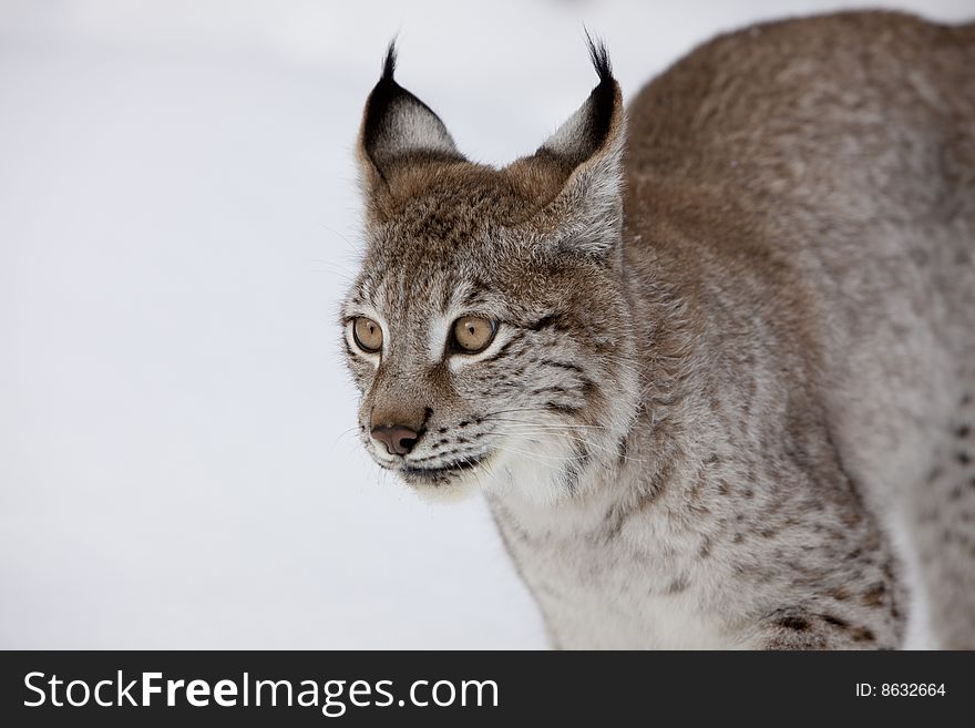 Siberian Lynx Ear Tuffs in Snow