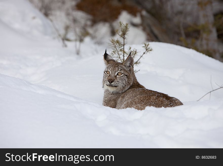 Canadian Lynx in Relaxed Position. Canadian Lynx in Relaxed Position