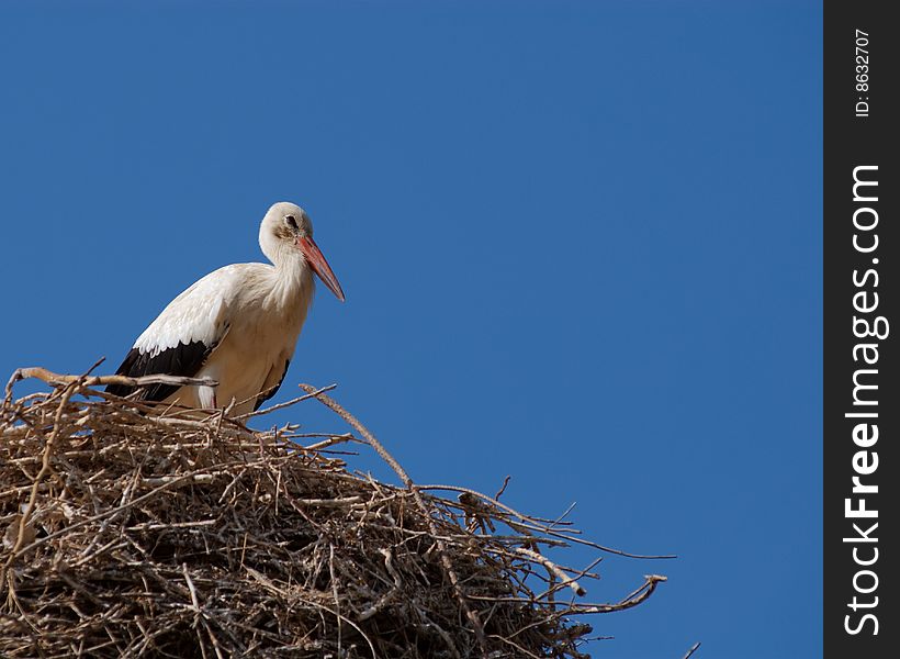 A White Stork (Ciconia ciconia) perched on top of its nest in Selcuk, Turkey. A White Stork (Ciconia ciconia) perched on top of its nest in Selcuk, Turkey