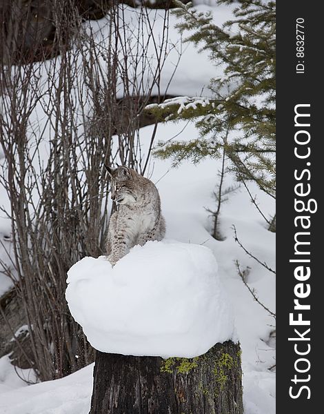Siberian Lynx Sitting on Log in Snow