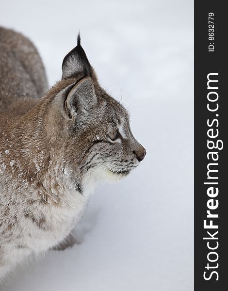 Canadian Lynx Up Close