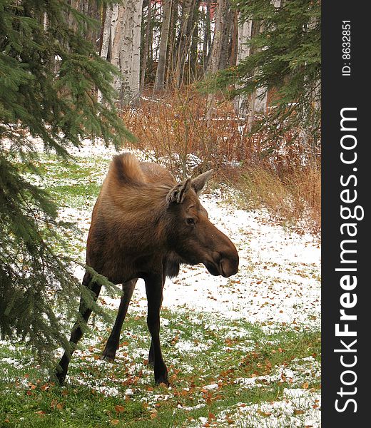 Cow Moose on Grass in Fairbanks, Alaska