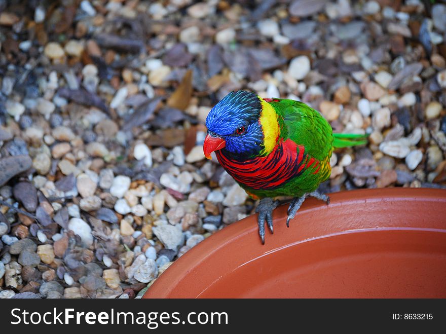 This Lorikeet sits on the edge of a dish. This Lorikeet sits on the edge of a dish.