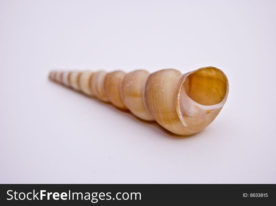 This is a small, long twisted seashell isolated on a light background. This is a small, long twisted seashell isolated on a light background.