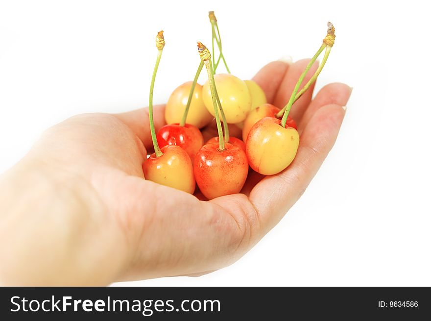Handful of cherries in woman hand over white. Handful of cherries in woman hand over white