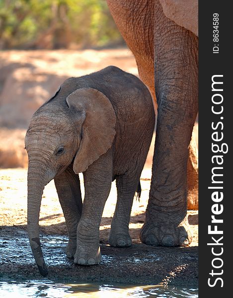 The African Bush Elephant (Loxodonta africana) is the largest living land dwelling animal, normally reaching 6 to 7.3 meters (South Africa). The African Bush Elephant (Loxodonta africana) is the largest living land dwelling animal, normally reaching 6 to 7.3 meters (South Africa)