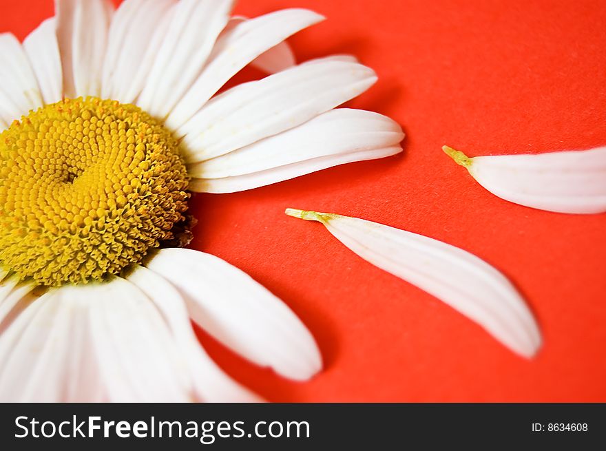 White chamomile with some petals on pink