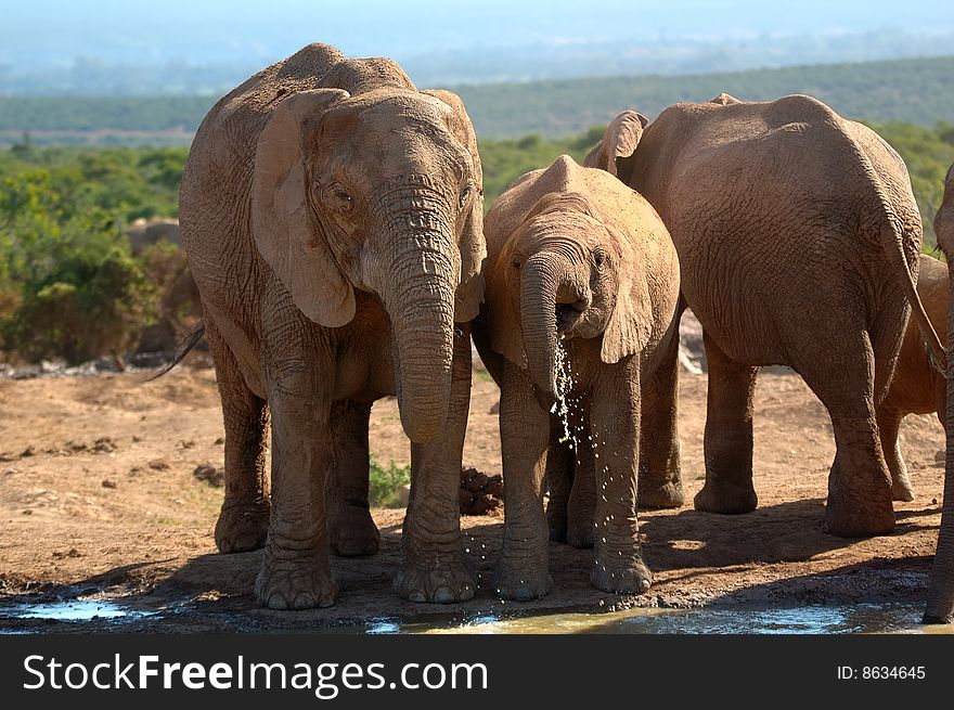 Elephants (Loxodonta Africana)