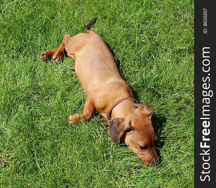 Puppy dog on green grass